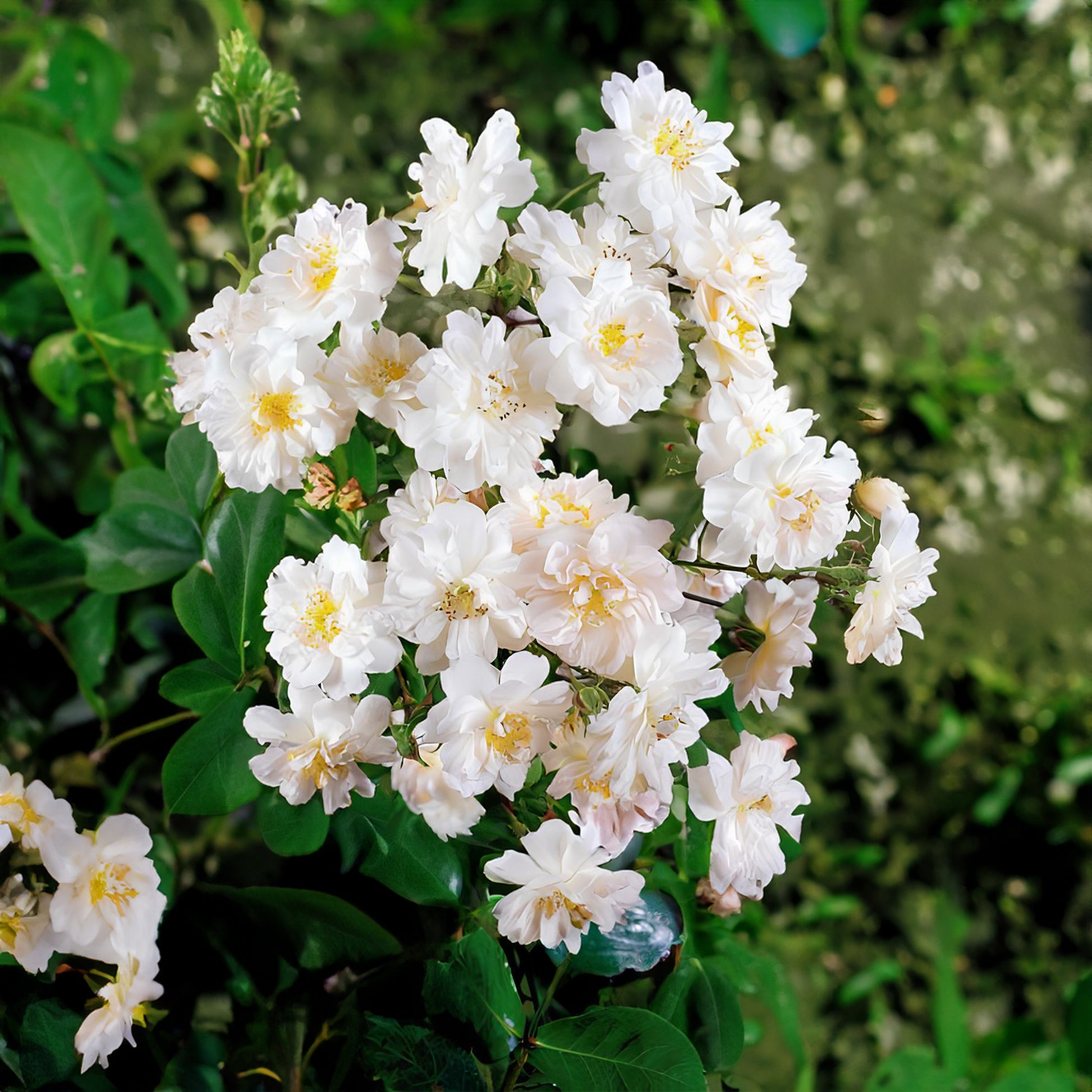 Collection de 2 Rosiers lianes Immensee blanc et Petite duchesse - Rosa x wichuraiana Petite Duchesse , Immensee - Plantes d'extérieur