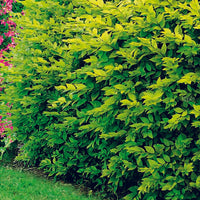 Hypericum, spiraea, ligustrum aureum, caryopteris,