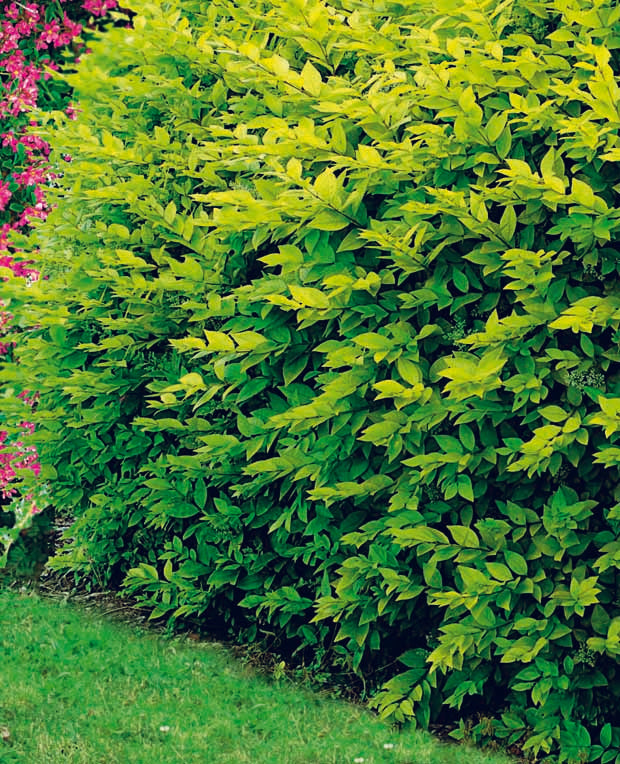 Hypericum, spiraea, ligustrum aureum, caryopteris,