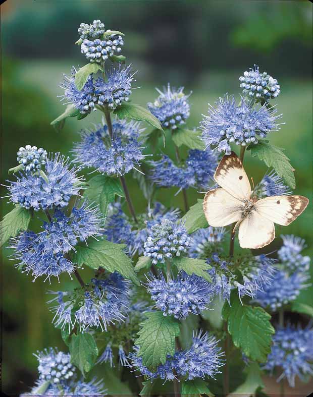 Hypericum, spiraea, ligustrum aureum, caryopteris,