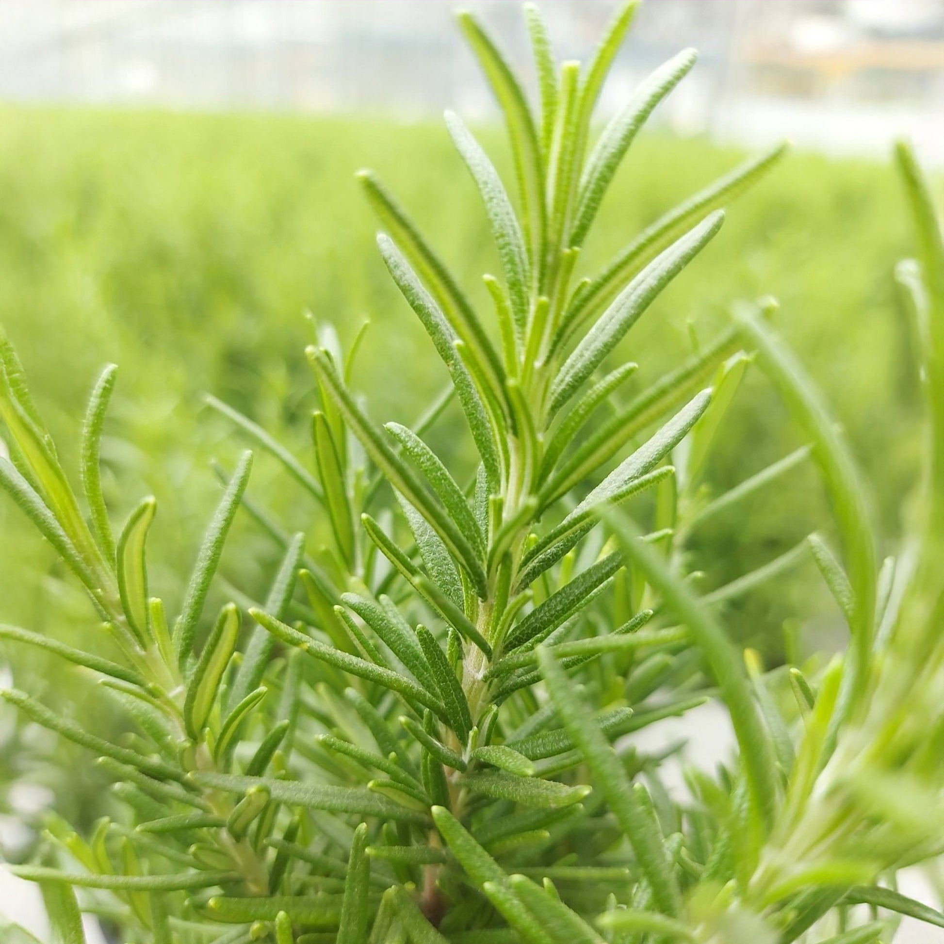 Romarin de Noël - Salvia rosmarinus - Bakker