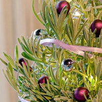 Lavande de Noël - Lavandula angustifolia Christmas Tree - Bakker