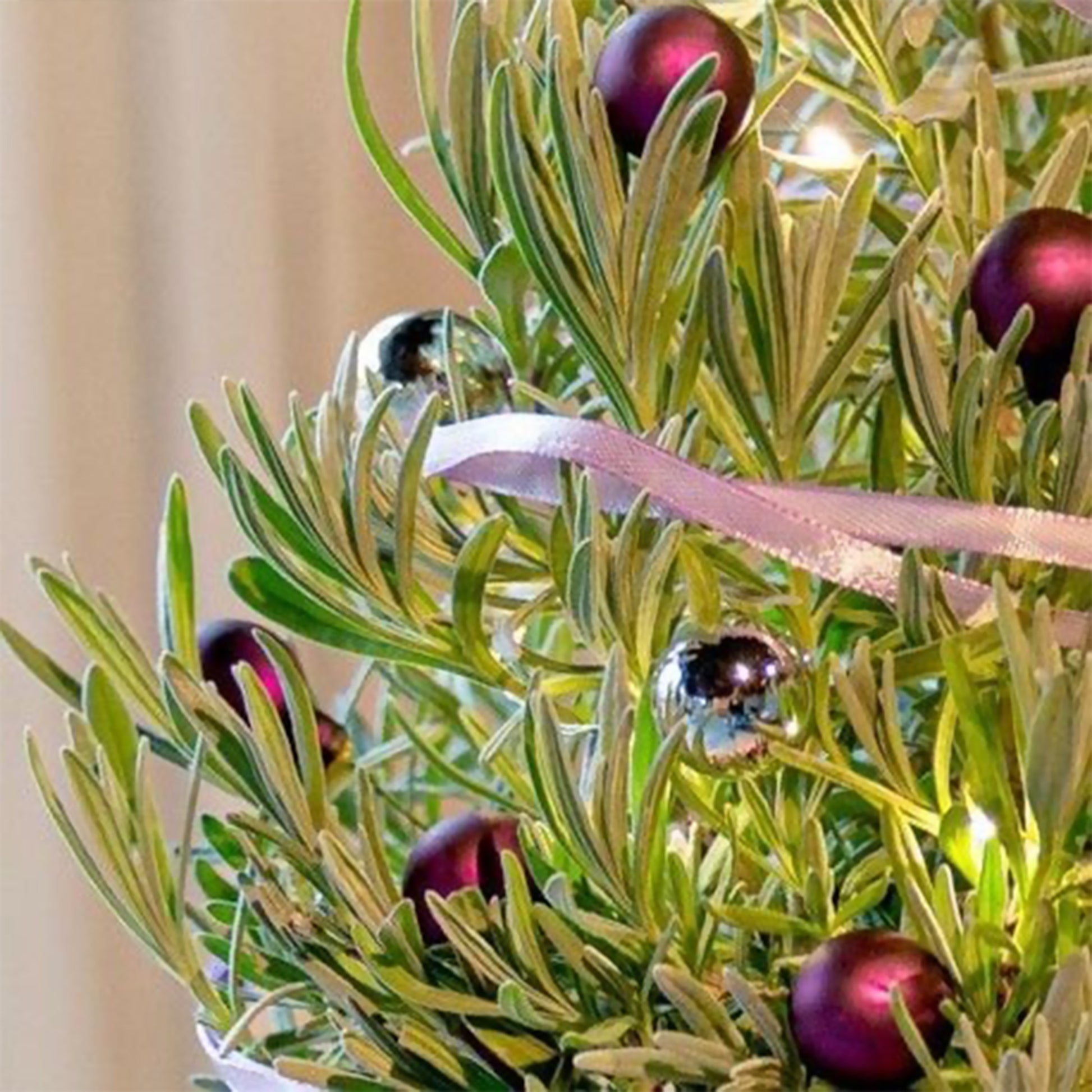 Lavande de Noël - Lavandula angustifolia Christmas Tree - Bakker