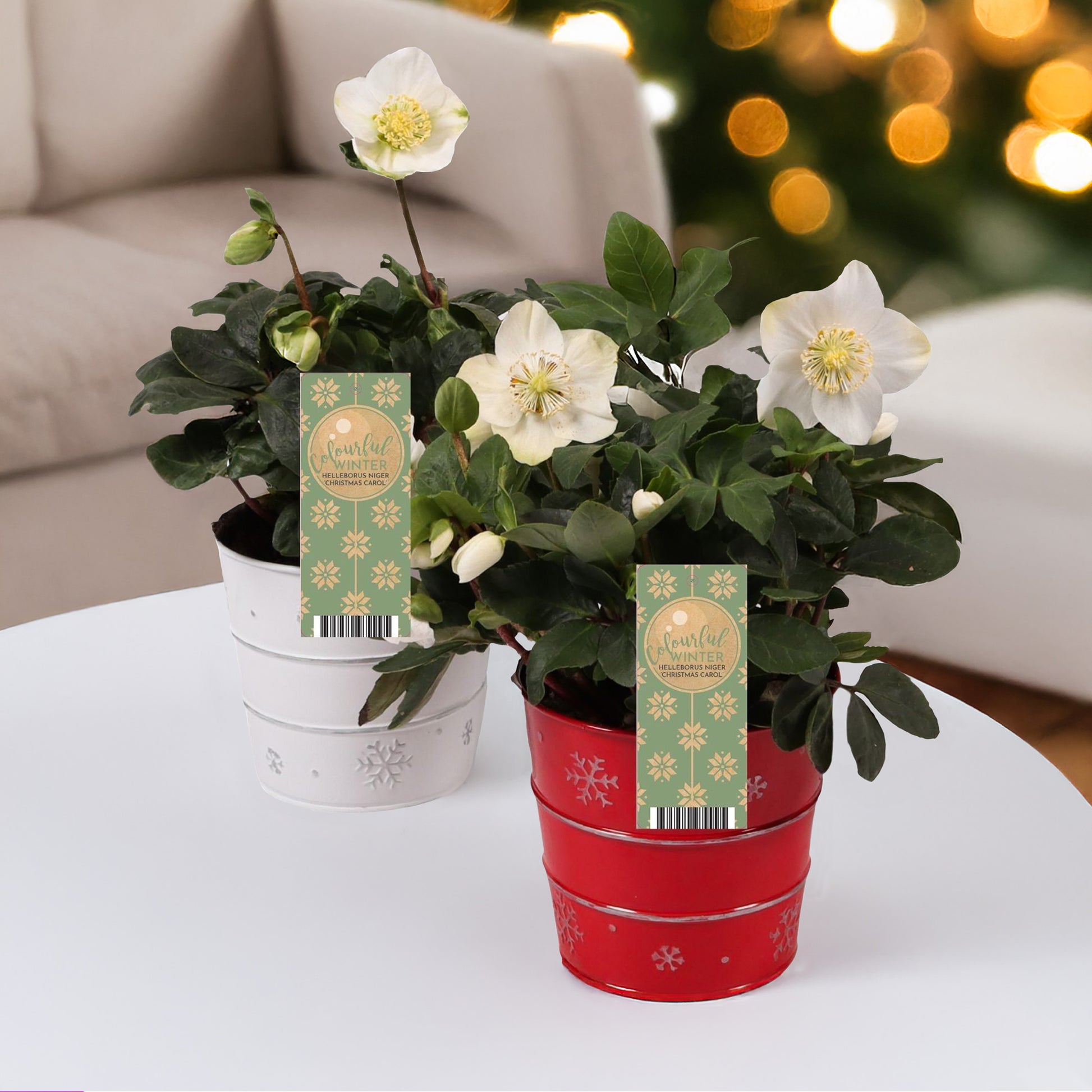 Héllébore de Noel et son pot de Noël - Bakker