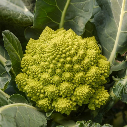 Chou brocoli Romanesco - Bakker