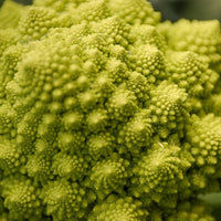 Chou brocoli Romanesco - Brassica oleracea botrytis romanesco - Bakker