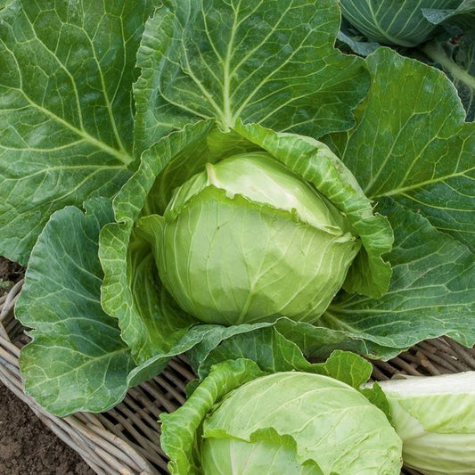Chou cabus Nantais hâtif - Bakker