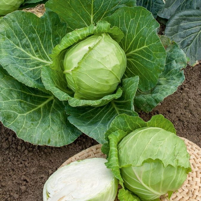 Chou cabus Nantais hâtif - Brassica oleracea capitata nantais hâtif - Bakker