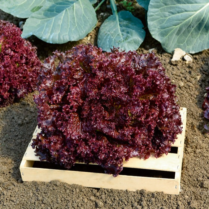 Collection salades à couper : Feuille de chêne, Lollo rossa, Red sala - Collection de salades à couper - Graines de salades