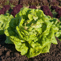 Laitue pommée Reine de Mai (3 g) - Lactuca sativa Reine de Mai - Bakker