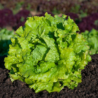 Graines de salades - Collection de 3 salades Batavia - Lactuca sativa Blonde de Paris, Rouge grenobloise, Dorée de printemps