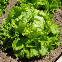 Laitue batavia Dorée de printemps - Lactuca sativa capitata dorée de printemps (4 g) - Bakker