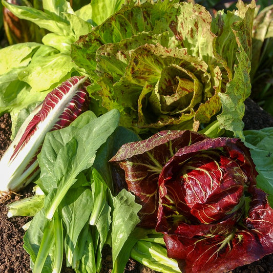 Chicorées sauvages en mélange