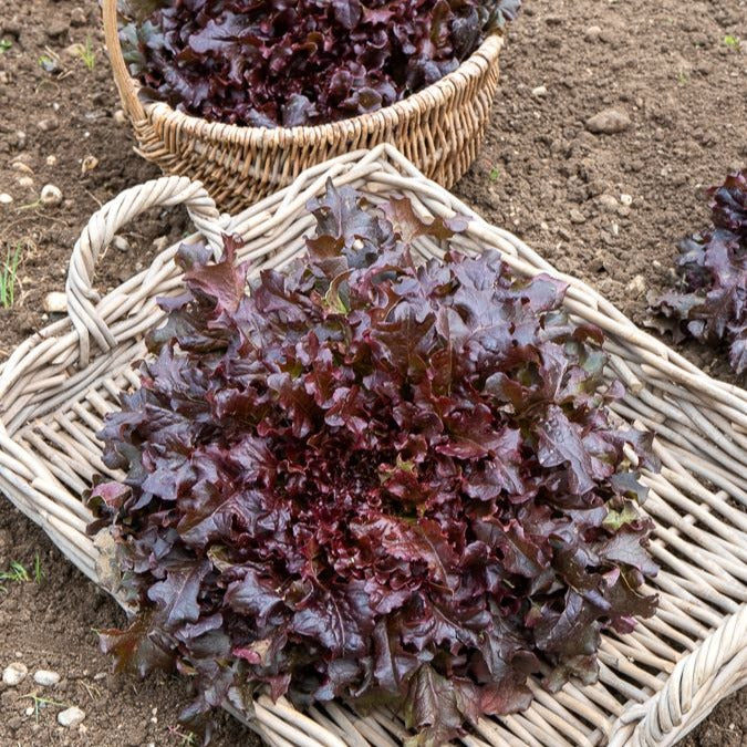 Laitue à couper 'Red Salad Bowl' - Bakker