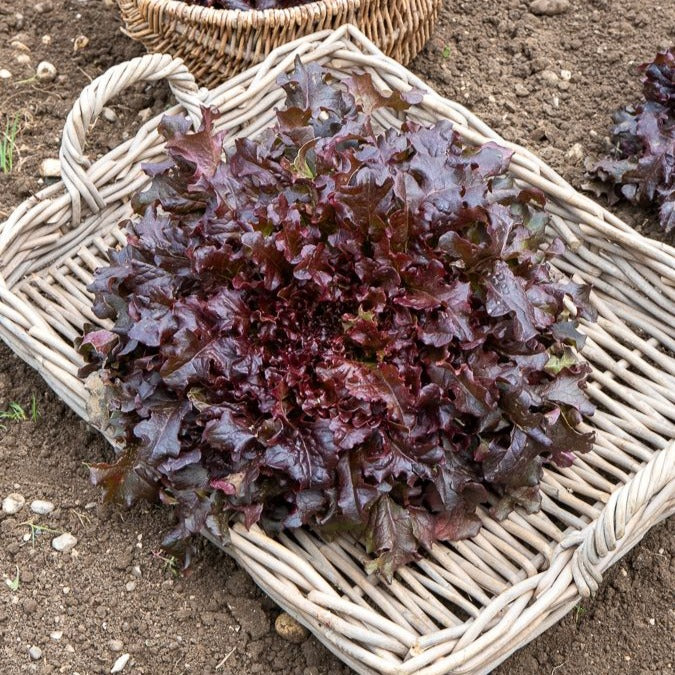 Graines de salades - Collection de salades à couper - Collection salades à couper : Feuille de chêne, Lollo rossa, Red sala