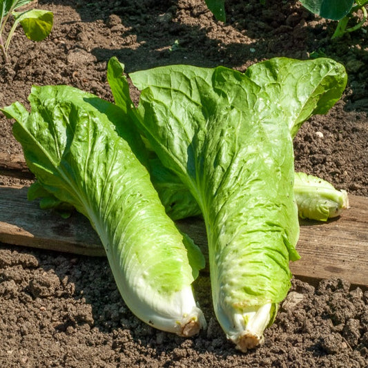Chicorée sauvage Améliorée pain de sucre - Bakker