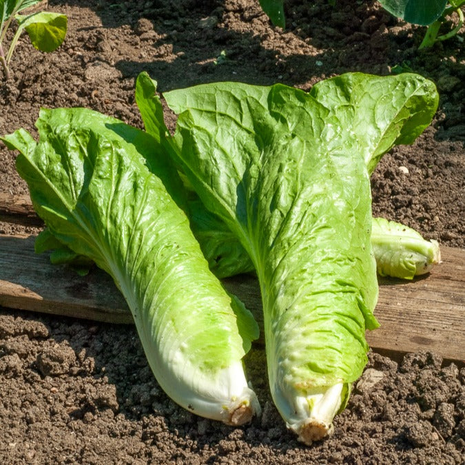 Chicorée sauvage Améliorée pain de sucre - Bakker
