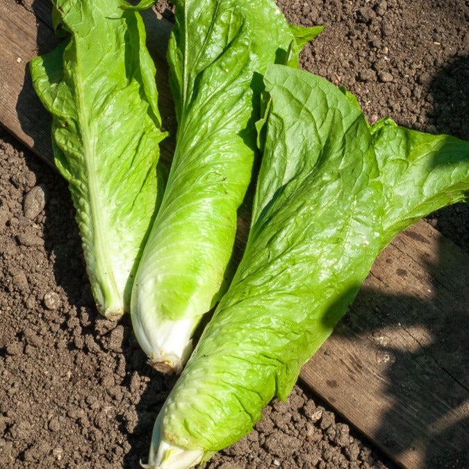 Chicorée sauvage Améliorée pain de sucre - Cichorium  intybus améliorée pain de sucre - Bakker