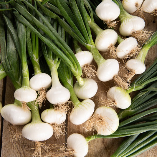 Oignon blanc de Barletta - Bakker