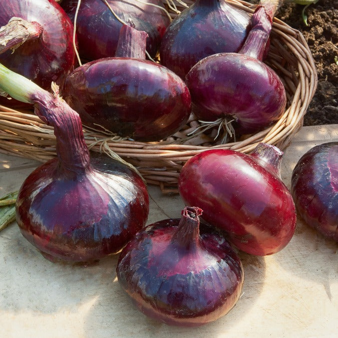 Bulbes d'oignons - Collection d'Oignons : Hâtif Paris, Vertus, Brunswick, Zebrune - Collection de 4 oignons (hâtif paris, vertus, brunswick, zebrune)