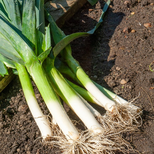 Poireau Bleu de Solaise (4 g) - Bakker