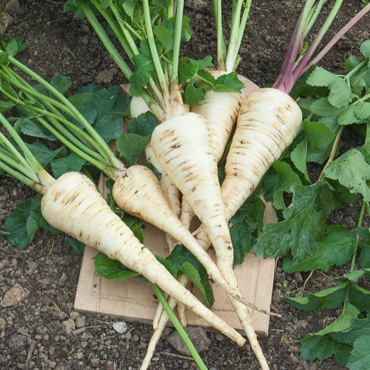 Panais Demi-long de Guernesey - Bakker