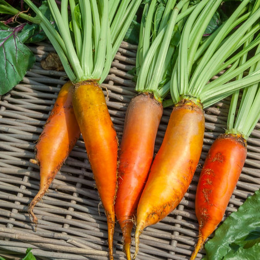 Betterave Jaune Géante de Vauriac - Bakker
