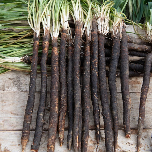 Scorsonère Géante noire de Russie - Bakker
