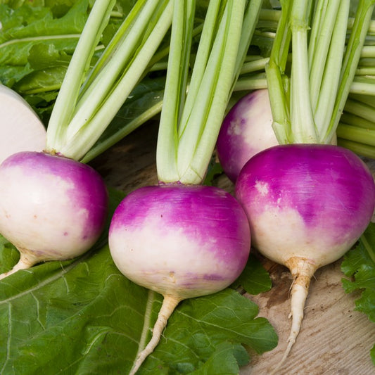 Navet De Nancy (5 g) - Bakker