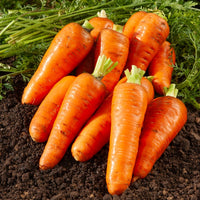 Daucus carota de chantenay à coeur rouge - Carotte De Chantenay à coeur rouge - Graines de carottes