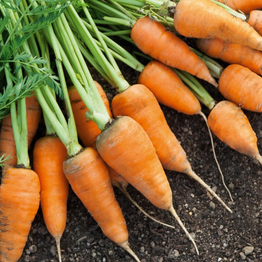 Carotte De Chantenay à coeur rouge - Bakker