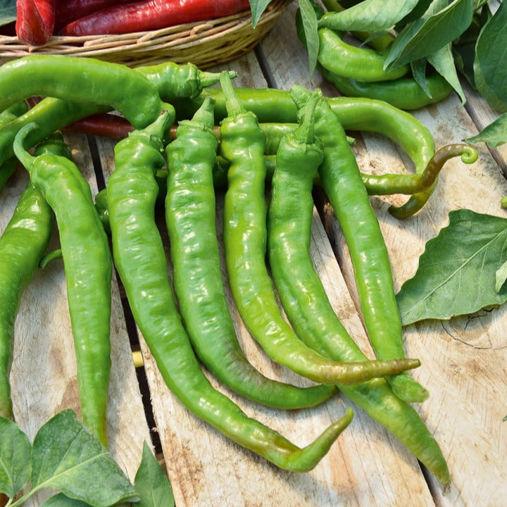 Piment Doux très long des Landes - Capsicum annuum doux très long des landes - Bakker