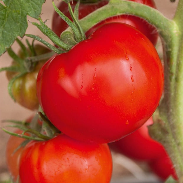 Graines de tomates - Collection 3 tomates savoureuses (Coeur de Boeuf, Saint Pierre, San M - Collection 3 tomates savoureuses (coeur de boeuf, saint pierre, san m