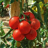 Bakker - Tomate Montfavet 63/5 F1 (Obt. INRA) - Solanum lycopersicum montfavet 63/5 f1 (obt. inra) - Potager