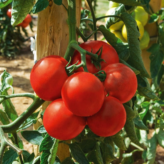 Tomate Montfavet 63/5 F1 (Obt. INRA) - Bakker
