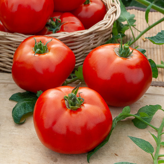 Tomate Merveille des marchés - Bakker