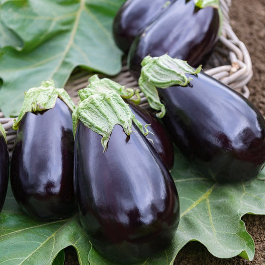 Aubergine Bonica F1