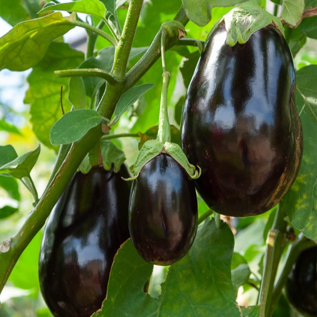 Solanum melongena bonica f1 - Aubergine Bonica F1 - Graines d'aubergine