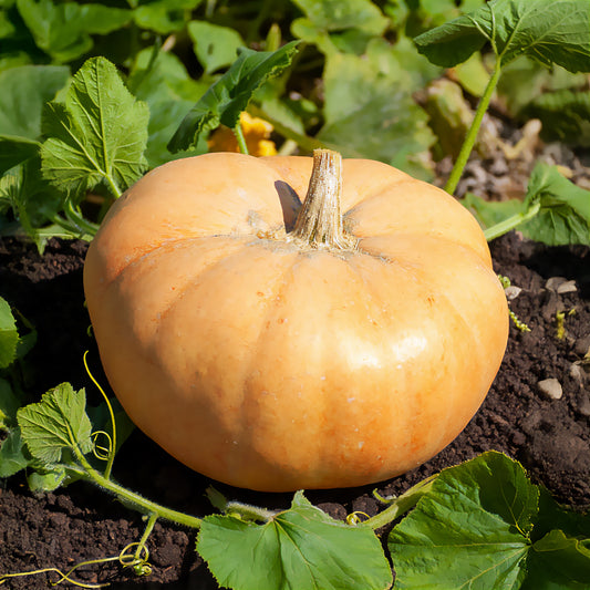 Potiron Jaune gros de Paris - Bakker