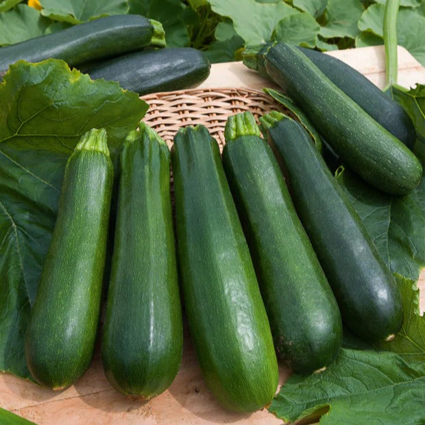 Collection de 7 sachets de graines pour potager -  - Bakker
