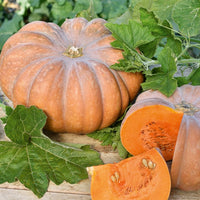 Courge Musquée de Provence - Cucurbita moschata musquée de provence - Bakker