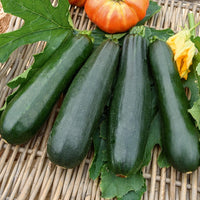 Cucurbita pepo  black beauty - Courgette Black Beauty - Graines de courgettes