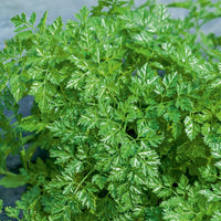 Vente Collection de fines herbes : Persil, Basilic, Cerfeuil, Ciboulette - Collection de fines herbes (persil, basilic, cerfeuil, ciboulette)