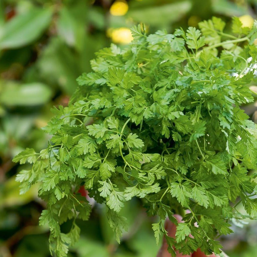 Cerfeuil frisé - Anthriscus cerefolium - Bakker