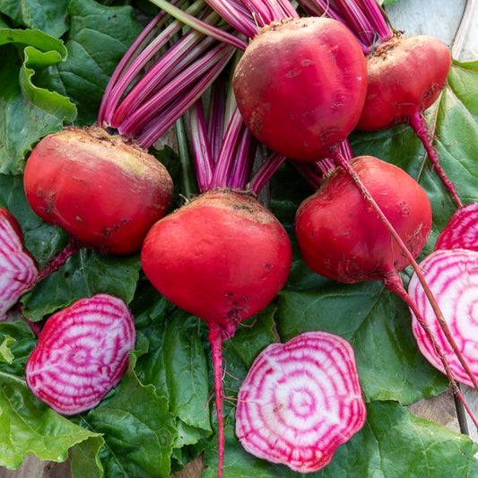 Betterave rouge Chioggia - Bakker