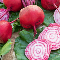 Betterave rouge Chioggia - Beta vulgaris chioggia - Bakker