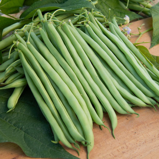 Haricot nain mangetout Contender