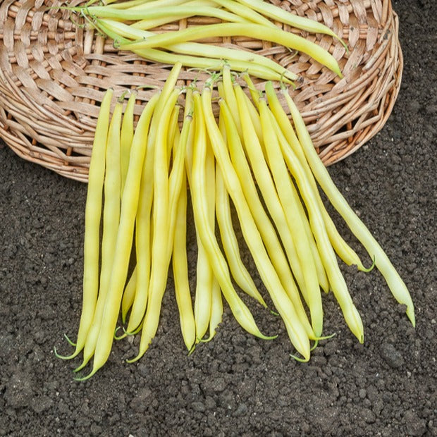 Collection de 3 haricots assortis - Collection d'Haricots - Graines de haricots