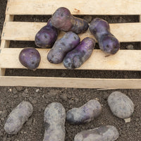 10 Pommes de terre Bleue d'Artois ® - Bleue de la Manche - Solanum tuberosum bleue d'artois ® (bleue de la man - Bakker