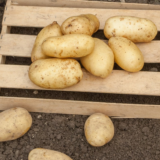 Pommes de terre Sirtema - Primeurs - Bakker